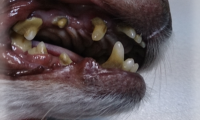 Снятие зубного камня у собак
